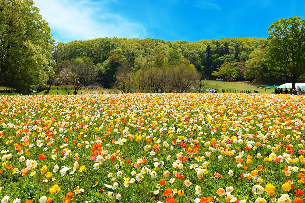 国営武蔵丘陵 森林公園