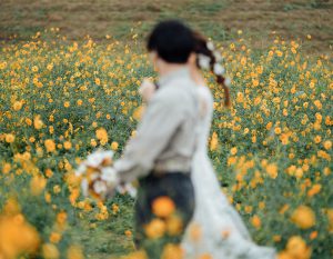 キバナコスモス畑を歩く新郎新婦の後ろ姿