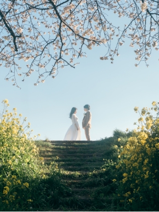 桜と菜の花の間に立つ新郎新婦
