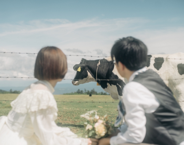 牧草地の牛を眺める新郎新婦
