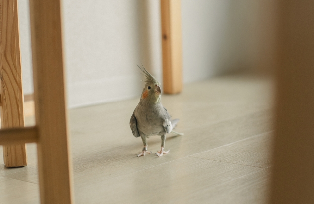 室内の床に立つオカメインコ